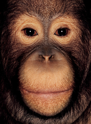 Illustration for article titled Primate portraits invite you to see apes as individuals